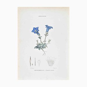 Vincenzo Tenore, The Gentianaceae, Lithograph, 1870s