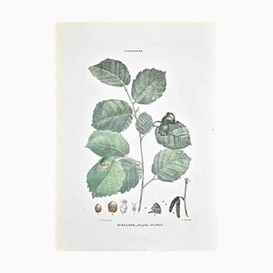 Vincenzo Tenore, The Cupolifers, Lithograph, 1870s