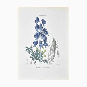 Vincenzo Tenore, The Ranunculaceae, Lithograph, 1870s