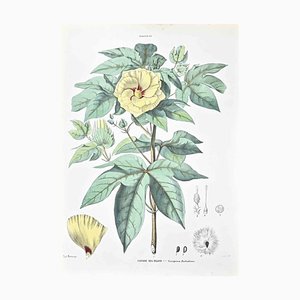 Vincenzo Tenore, The Hollyhocks, Lithograph, 1870s