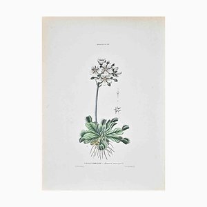Vincenzo Tenore, The Sundews, Lithograph, 1870s