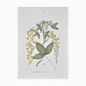 Lithographie Vincenzo Tenore, The Legumes, 1870s