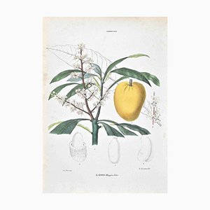 Vincenzo Tenore, The Terebintaceae, Lithograph, 1870s