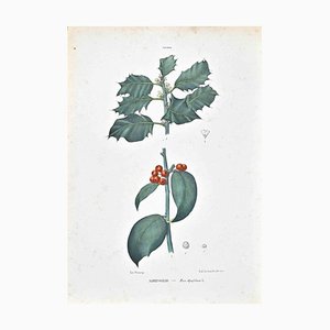Lithographie Vincenzo Tenore, The Ilicineas, 1870s