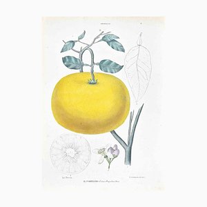 Vincenzo Tenore, The Auranziaceae, Lithograph, 1870s