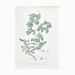Lithographie Vincenzo Tenore, The Borages, 1870s