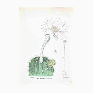Vincenzo Tenore, The Cacti, Lithograph, 1870s