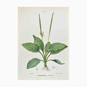 Vincenzo Tenore, The Plantains, Lithograph, 1870s