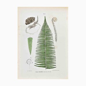 Vincenzo Tenore, The Ferns, Lithograph, 1870s