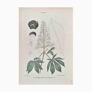 Vincenzo Tenore, The Horse Chestnuts, Lithograph, 1870s