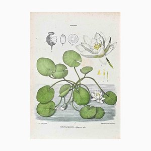 Lithographie Vincenzo Tenore, The Water Lilies, 1870s