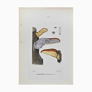 Vincenzo Tenore, The Mushrooms, Lithograph, 1870s