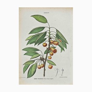 Vincenzo Tenore, The Amiddaleas, Lithograph, 1870s