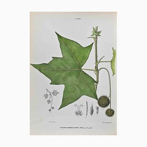 Vincenzo Tenore, The Plantaceae, Lithograph, 1870s