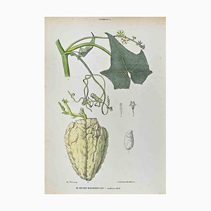 Vincenzo Tenore, The Cucurbitaceae, Lithograph, 1870s