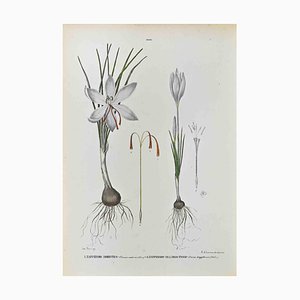 Vincenzo Tenore, The Irises, Lithograph, 1870s