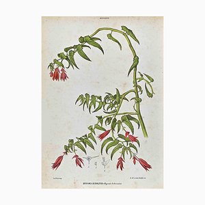 Vincenzo Tenore, The Begovinaceae, Lithograph, 1870s