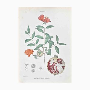 Vincenzo Tenore, The Myrtaceae, Lithographie, 1870er Jahre