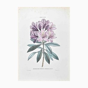 Vincenzo Tenore, The Ericaceous, Lithograph, 1870s