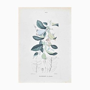 Vincenzo Tenore, The Lauraceae, Lithograph, 1870s