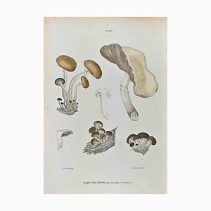 Vincenzo Tenore, The Mushrooms, Lithograph, 1870s
