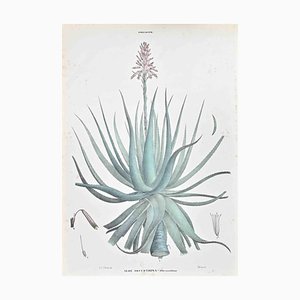 Lithographie Vincenzo Tenore, The Lilies, 1870s