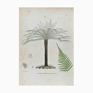 Vincenzo Tenore, The Ferns, Lithograph, 1870s