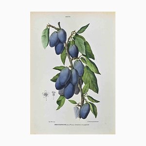 Vincenzo Tenore, The Amiddaleas, Lithograph, 1870s