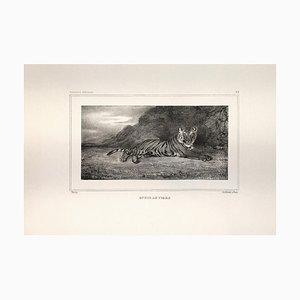 Antoine-Louis Barye, Etude de Tigre, Lithograph, Early 19th Century