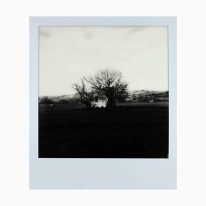 Vito DiFilippo, Fiori di Prugno al Vento, Photograph, 2024