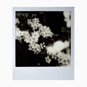 Vito DiFilippo, Fiori di Prugno al Vento, Photographie, 2024