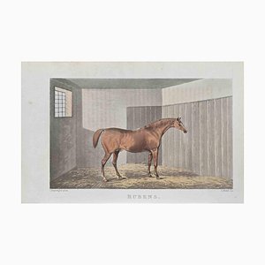James Barenger, Rubens, Etching, 1822
