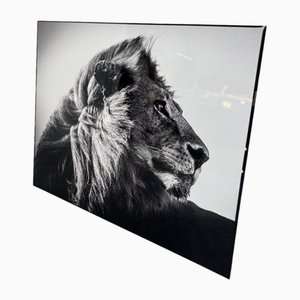 Laurent Baheux, Lion in the Wind 3, Photographic Poster
