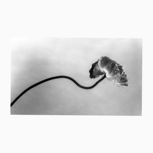 Ugne Pouwell, Poppy Across, 2025, Photography, Limited Edition of 20