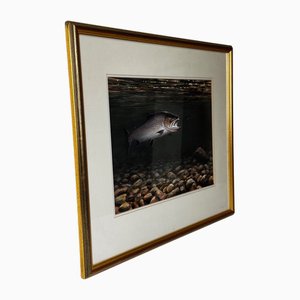 Roger McPhail, Sea Trout Nearly Hooked the Zulu Silver Fly, 2003, Aquarelle & Gouache sur Papier, Encadré