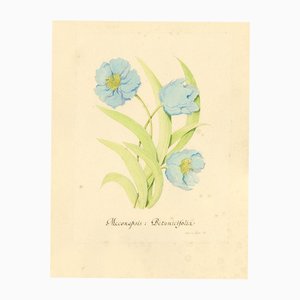 Stanley Reece, Himalayan Blue Poppy Flower, 1989, Watercolour