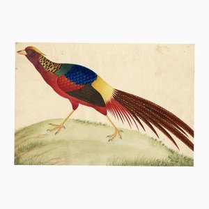 Chinese Canton School Artist, Golden Pheasant, Late 18th Century, Watercolor