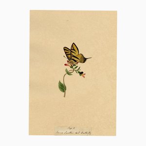 J. McA, Knappe Schwalbenschwanz-Schmetterlingsstudie, 1810er, Aquarell