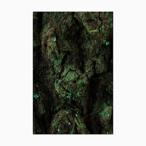 Marko Milić, Jungle, Abstract Photography