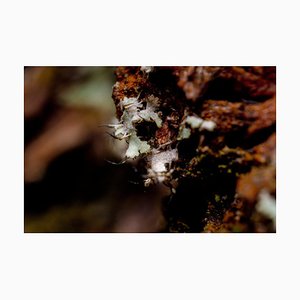 Marko Milić, Red Panda, Abstract Photography