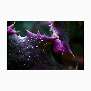 Marko Milić, Leaf Romance, Abstract Photography
