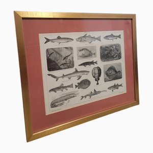 Affiche Antique Encadrée de Marine Fauna, années 1890-1910