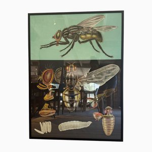 Educational Poster with Fly, Sweden, 1960s