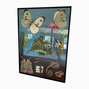 Educational Poster Butterfly, Sweden, 1960
