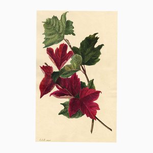 EBR, Red Maple Leaf Study, 1830, Aquarell