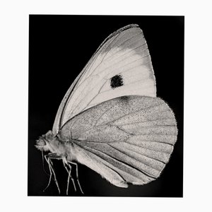 Guy Sargent, Der Schmetterling, Fotografie