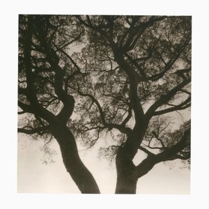 Ugne Pouwell, Lerici 253, 2025, Photographie