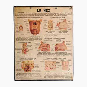 Vintage Nose Anatomy Teaching Chart by Emile Deyrolle, Paris, France, 1950s