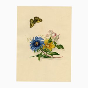 Louisa Hare, Cardinal Butterfly & Flowers, 1832, Aquarell