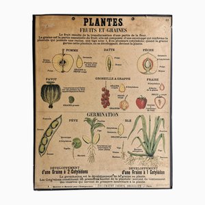 Vintage Lehrtafel Plantes von Emile Deyrolle, Paris, 1950er